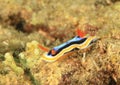 Nudibranch Ã¢â¬â Four colour chromodoris